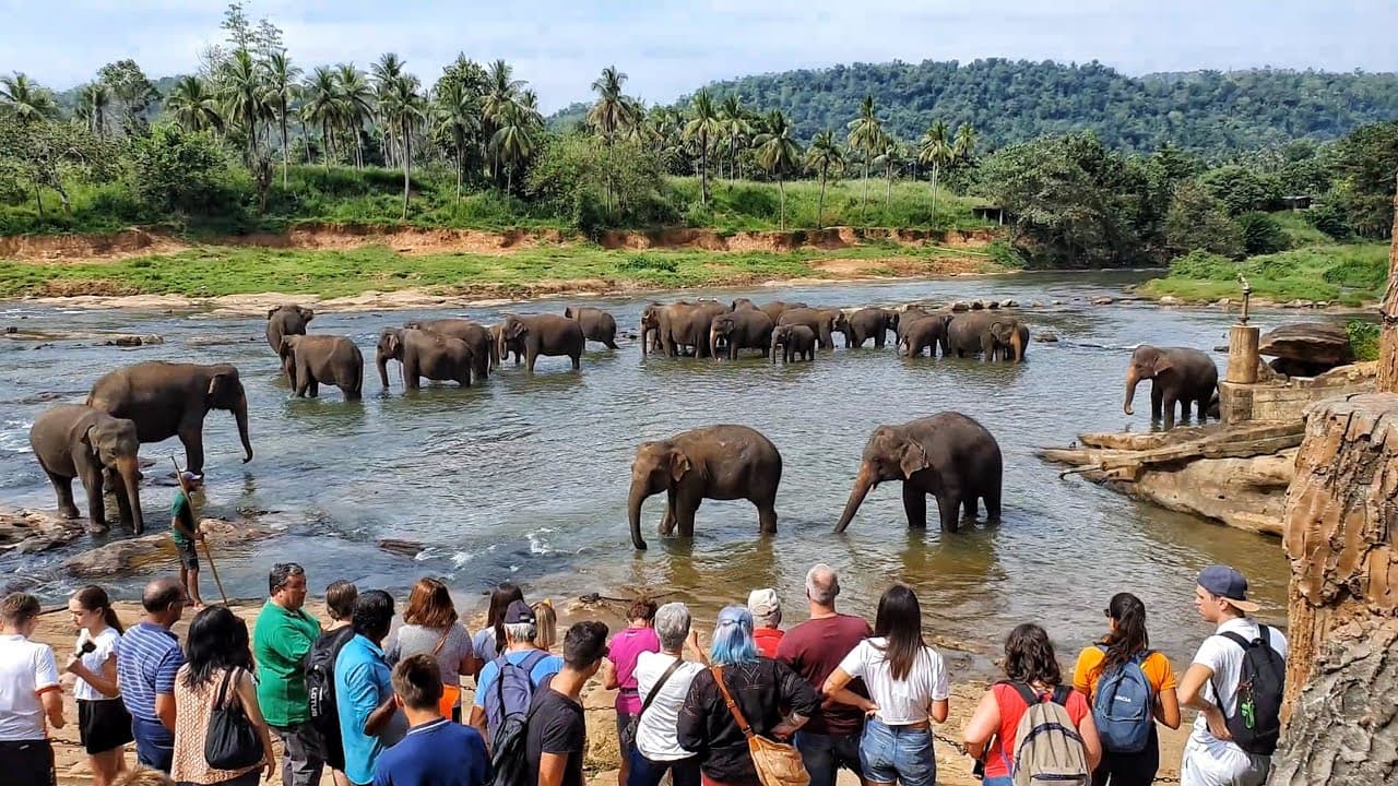 Pinnawala Elephant Orphanage