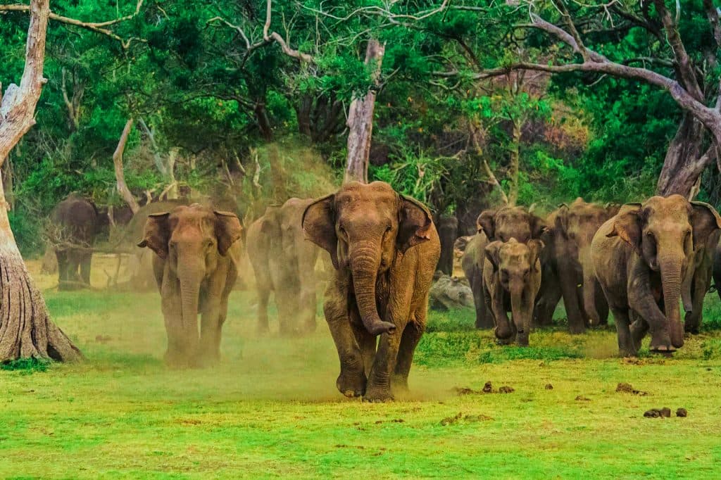 Wilpattu National Park