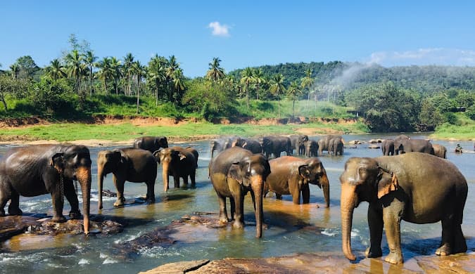 Pinnawala Elephant Orphanage