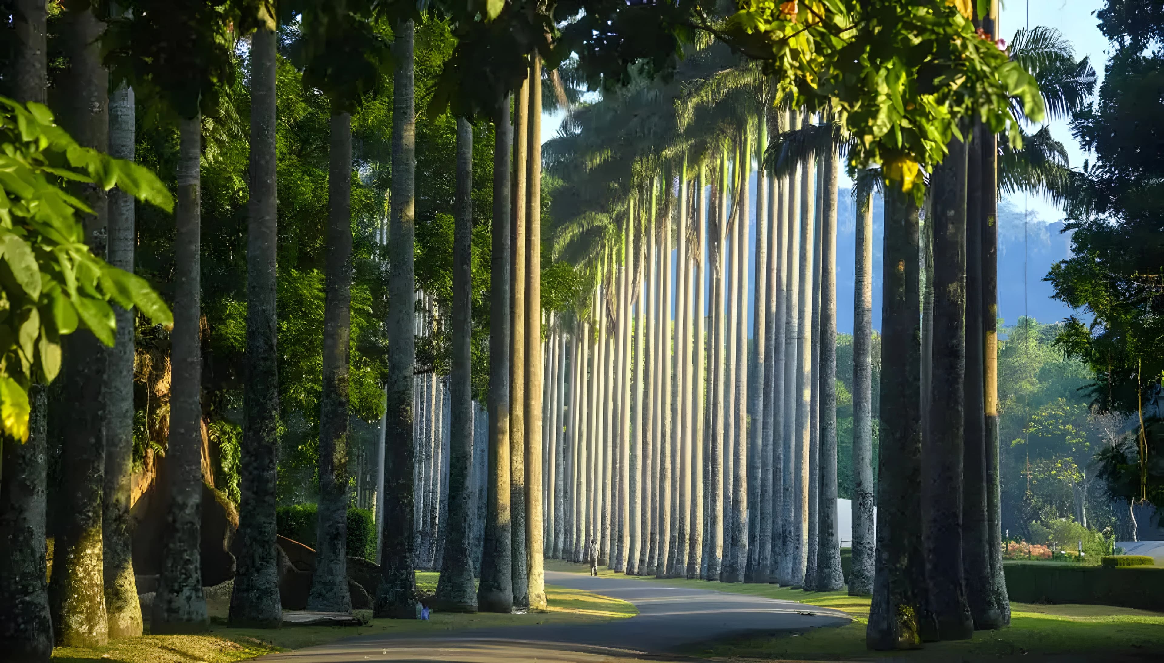 Royal Botanic Gardens, Peradeniya