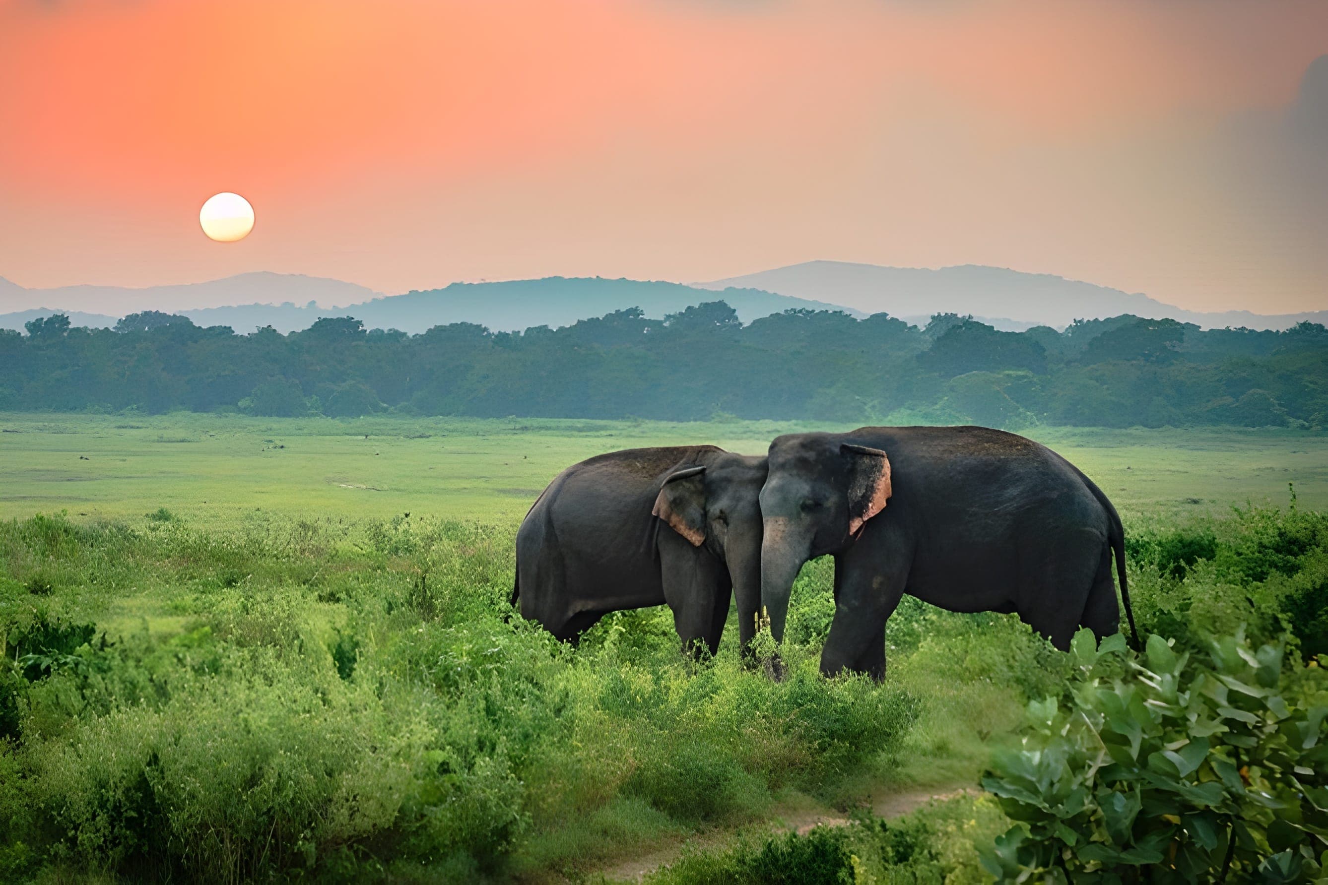 Minneriya National Park