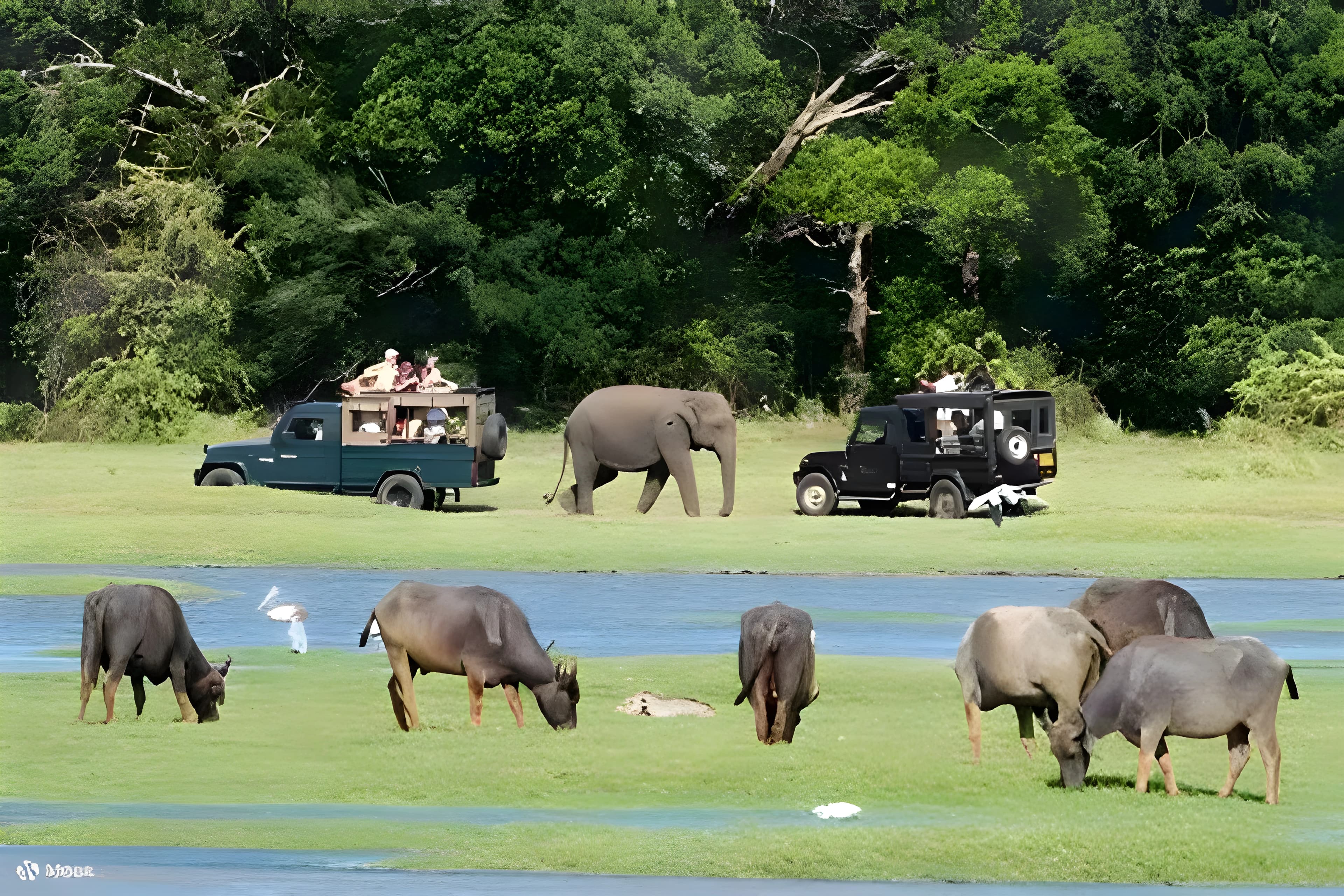 Minneriya National Park