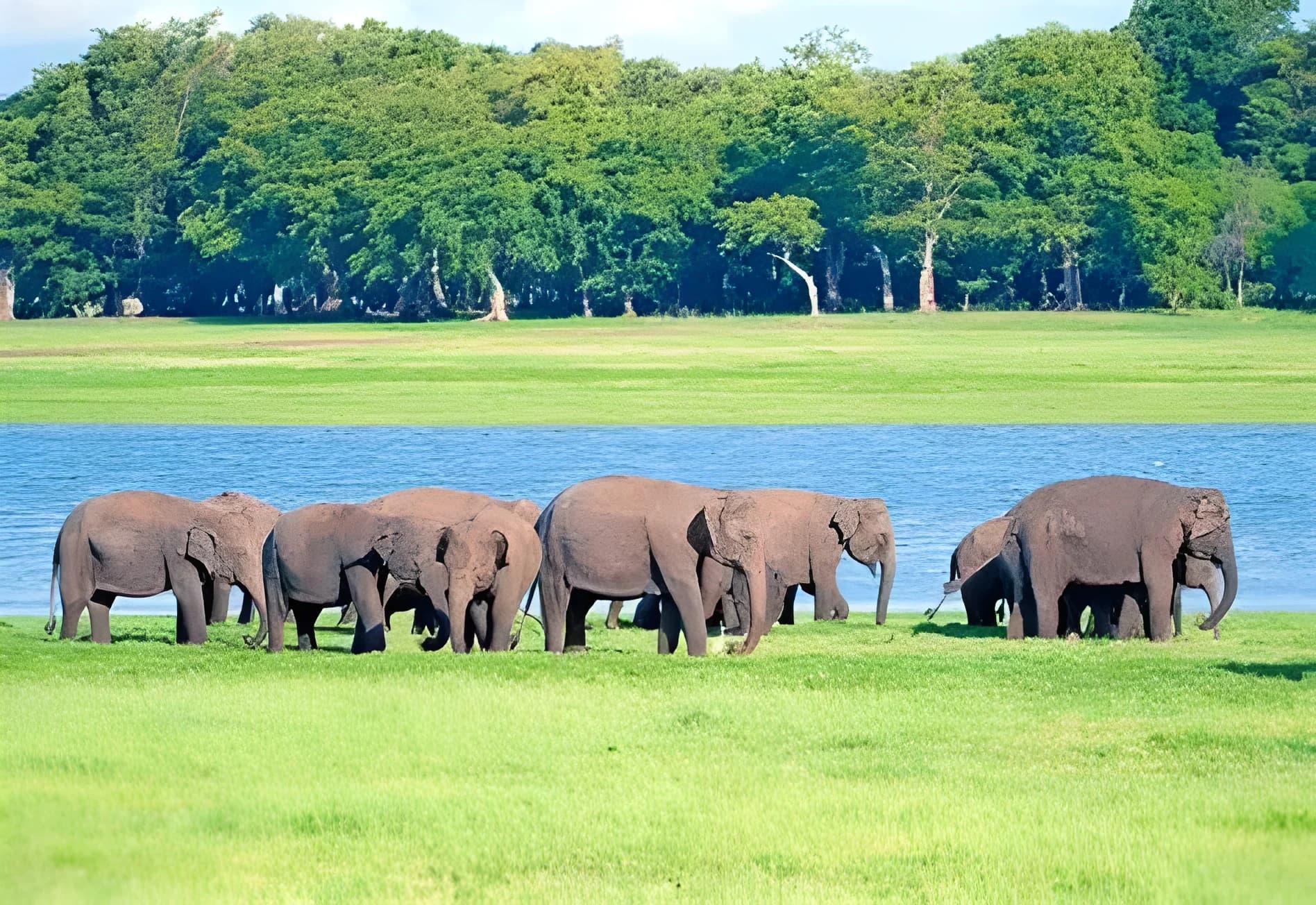 Minneriya National Park