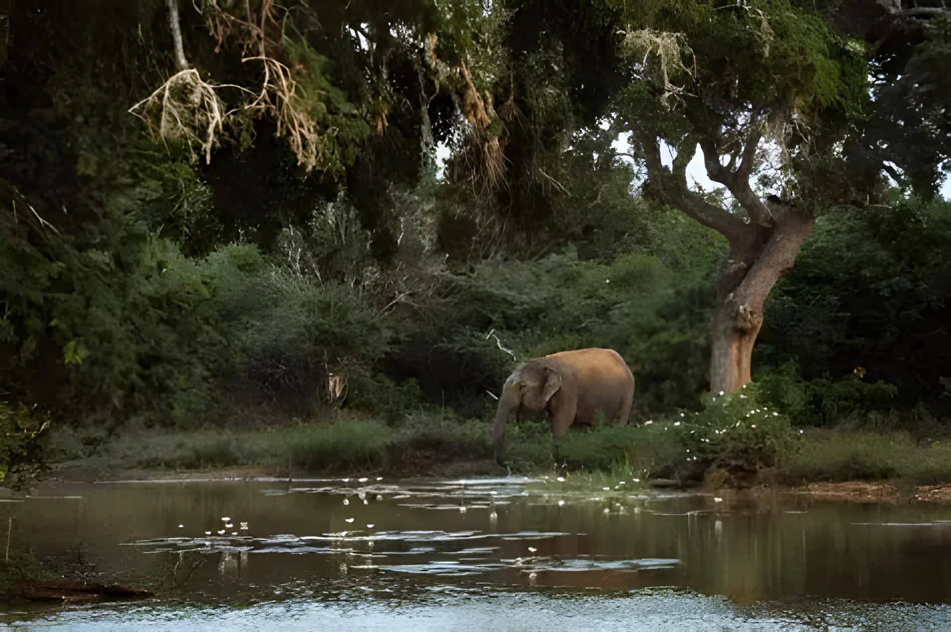 Yala National Park